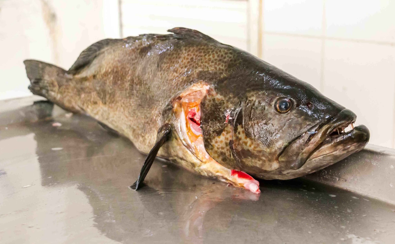 Bacalao