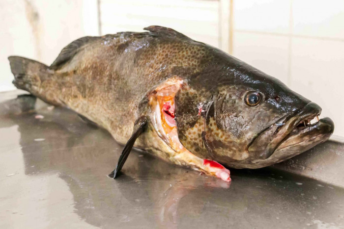 Bacalao