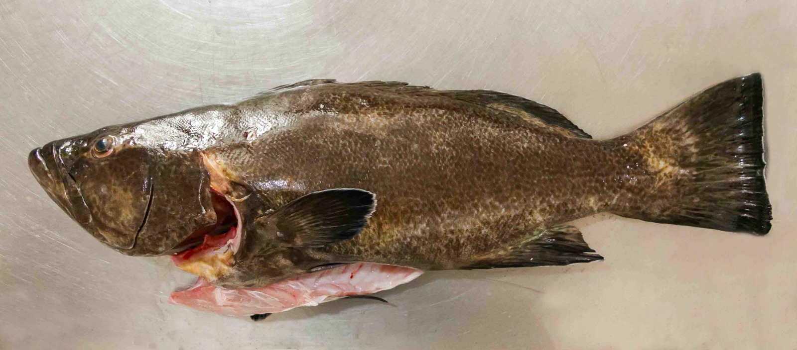 Bacalao