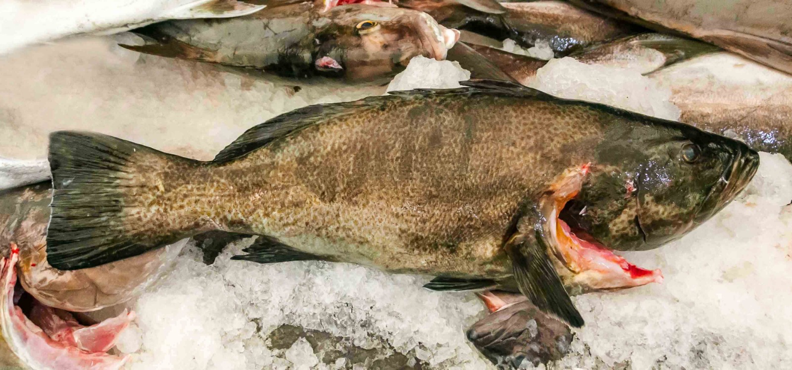 Bacalao