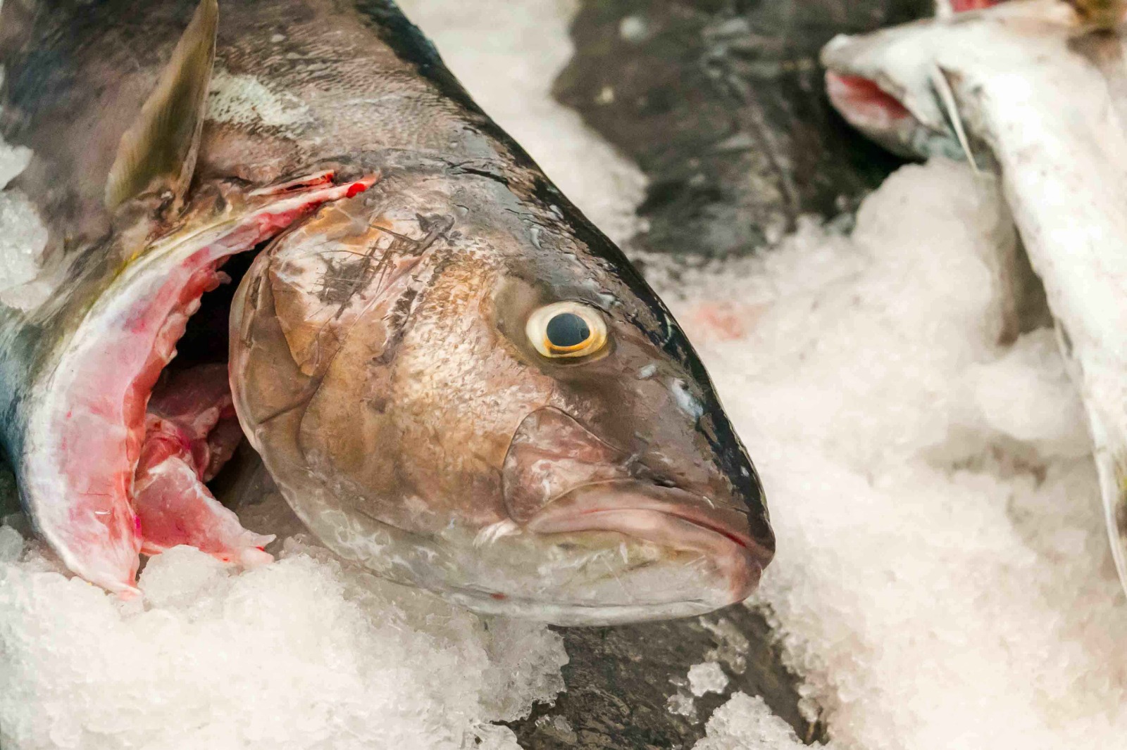 Palometa
