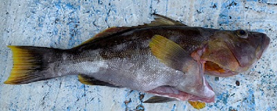 Camotillo