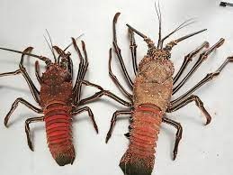 Langosta roja
