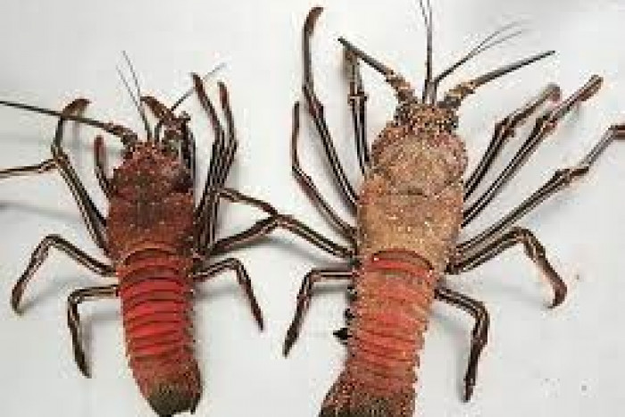 Langosta roja