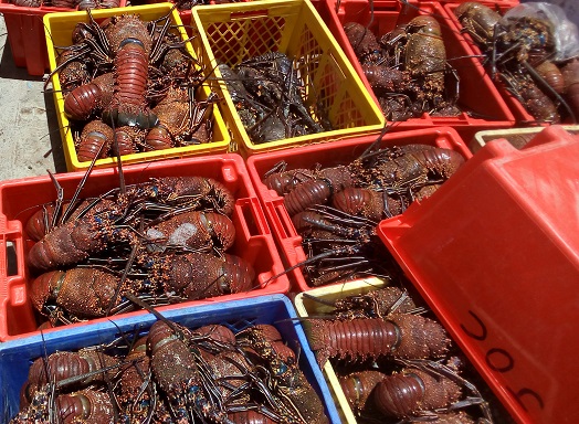 Langosta roja